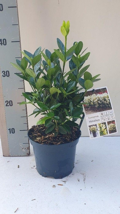 <h4>Euonymus Himalaya</h4>