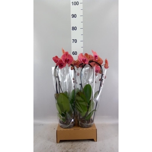 Phalaenopsis  'Elegant Cascade'