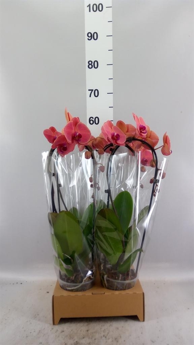 <h4>Phalaenopsis  'Elegant Cascade'</h4>