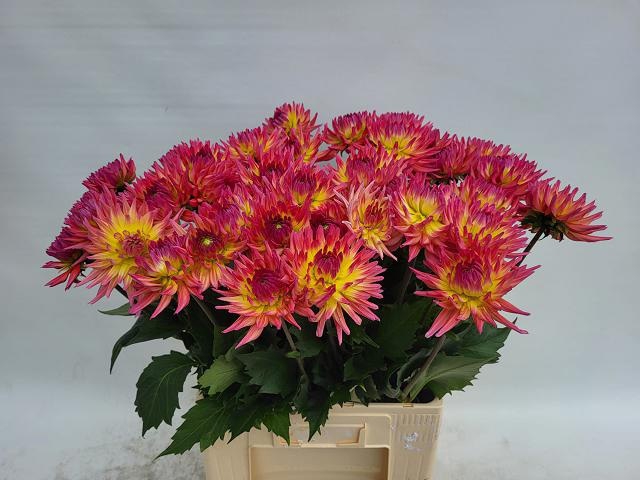 <h4>DAHL KARMA SANGRIA</h4>