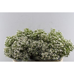 Chame Pearl Button Wit