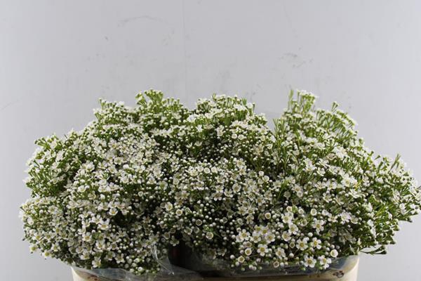 <h4>Chame Pearl Button Wit</h4>