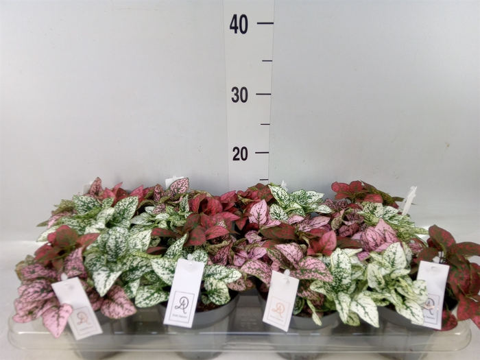 <h4>Hypoestes phyllo.   ...mix</h4>