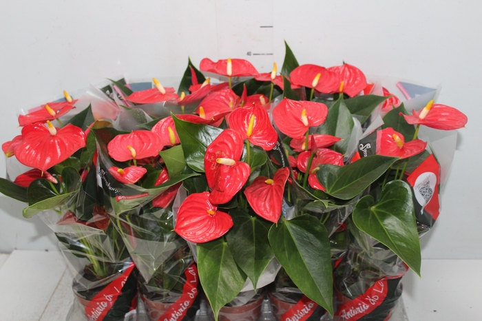 <h4>ANTHURIUM ESUDO P12</h4>