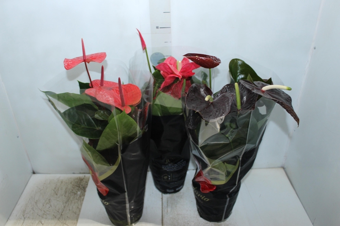 <h4>ANTHURIUM VARIADO P17 PREMIUM</h4>