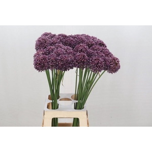 Allium ampeloprasum 'Purpl Mystery'