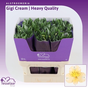 Alstroemeria Gigi Cream | Heavy Quality