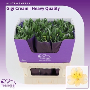 Alstroemeria Gigi Cream | Heavy Quality