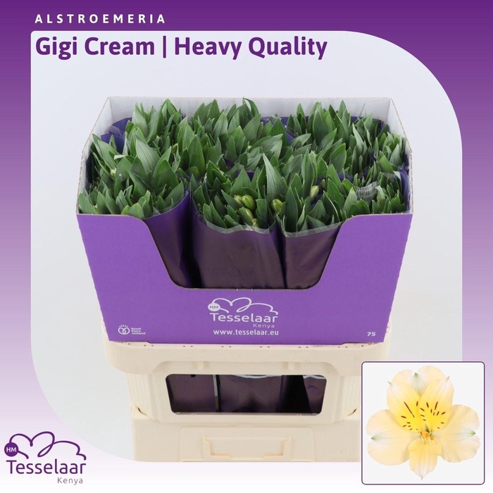 <h4>Alstroemeria Gigi Cream | Heavy Quality</h4>
