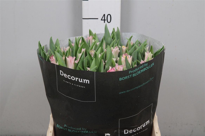 <h4>Tu Co Crown Dynasty</h4>