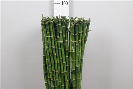 <h4>Drac Lucky Bamboo 90cm Recht</h4>