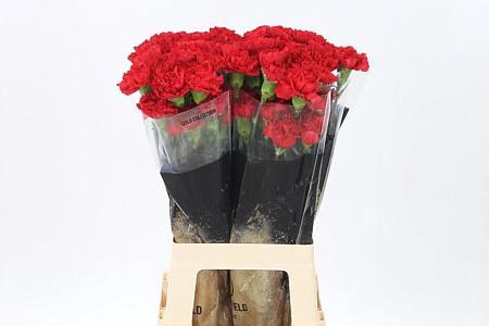 <h4>Di St Don Pedro</h4>