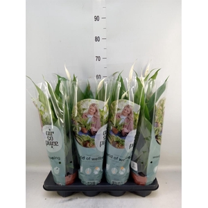 Spathiphyllum  'Sweet Chico'