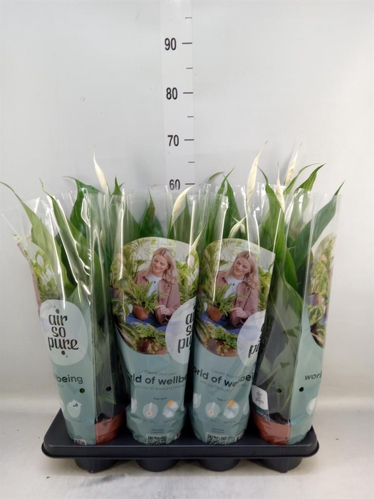 <h4>Spathiphyllum  'Sweet Chico'</h4>