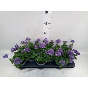 Nemesia  'Aromatica True Blue'