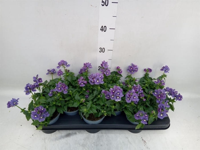 <h4>Nemesia 'Aromatica True Blue'</h4>