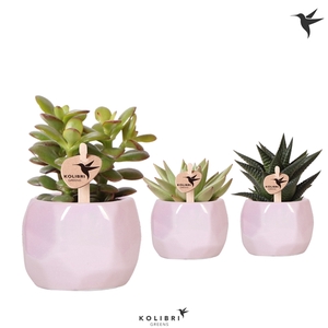 Kolibri Greens Succulenten mix in Pearl pot pink