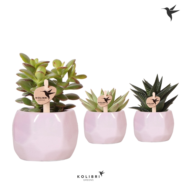 <h4>Kolibri Greens Succulenten mix in Pearl pot pink</h4>