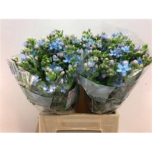 OXY CO TAN PURE BLU