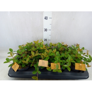 Peperomia angulata