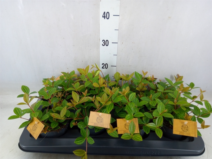 <h4>Peperomia angulata</h4>