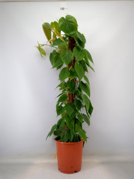 <h4>Philodendron scand.</h4>