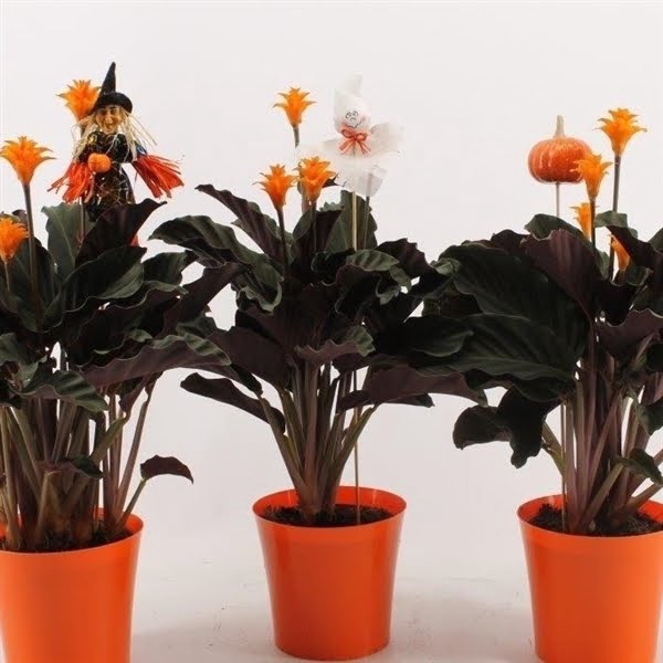 <h4>Calathea crocata Tassmania 5-6 bloem met Halloween steker</h4>