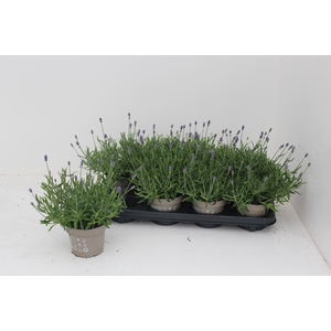 LAVAN AN ESSENCE PUR