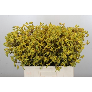 Anigozanthos Bush Down