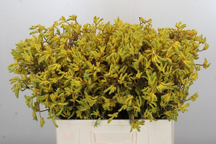 <h4>Anigozanthos Bush Down</h4>