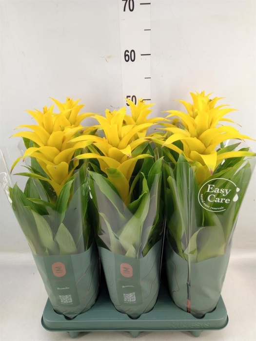 <h4>Guzmania 'Diana'</h4>