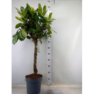 Ficus cyathistipula