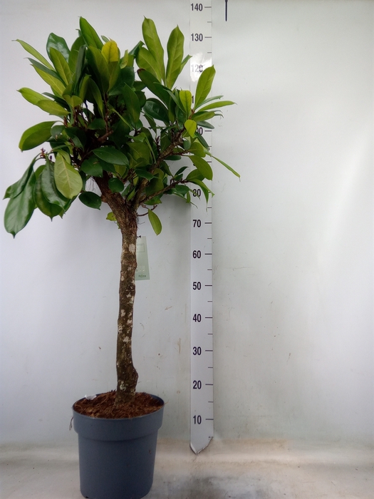 Ficus cyathistipula