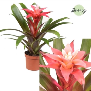 Guzmania Libby