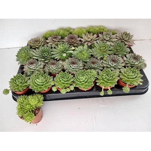 SEMPERVIVUM MIX MINI P5.5