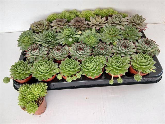 <h4>SEMPERVIVUM MIX MINI P5.5</h4>