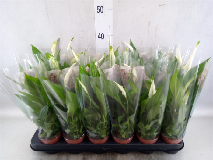 <h4>Spathiphyllum  'Pearl Cupido'</h4>