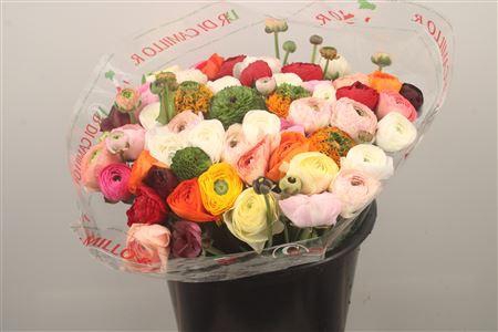 Ran.. I Su Cloni Mix X50