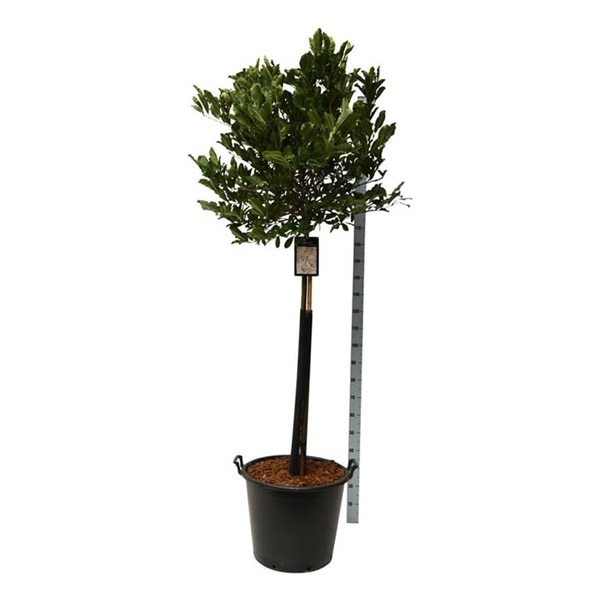 <h4>Magnolia stellata 'Rosea'</h4>