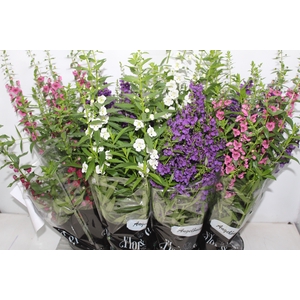 ANGELONIA P14 VARIADO