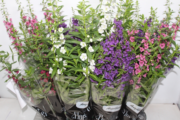 <h4>ANGELONIA P14 VARIADO</h4>