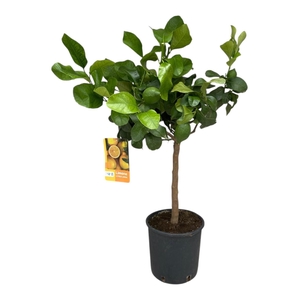 Citrus Lemon 