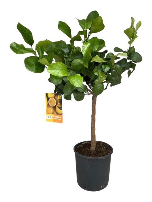 <h4>Citrus Lemon "op stam" - 3-5 vruchten</h4>