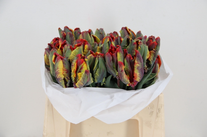 <h4>TU PA RASTA PARROT</h4>