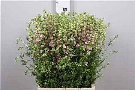 <h4>Cons R Q Light Pink</h4>