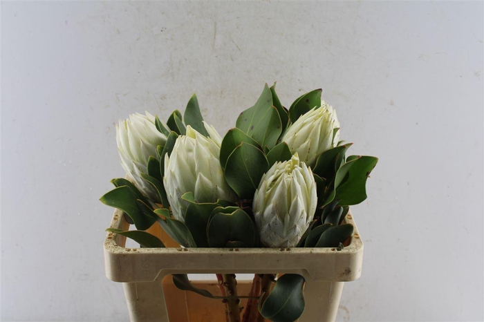 Protea Cynaroides White