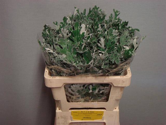 <h4>JACOBAEA MARITIMA</h4>