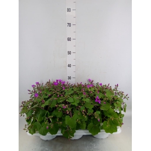 Pericallis cr. 'Senetti Magenta Bi'