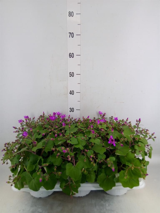 <h4>Pericallis cr. 'Senetti Magenta Bi'</h4>