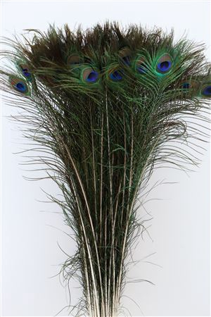 <h4>Feather Peacock Natural P Stem</h4>